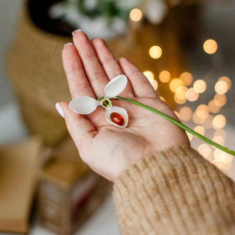 person holding white and red flower